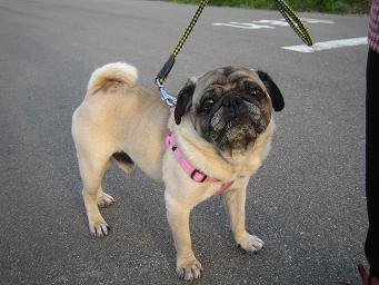 �ޡ��֥� 003��.JPG