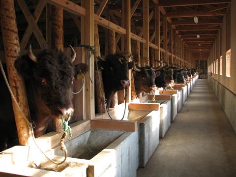 牛舎（全頭①）