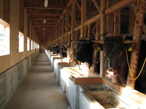 牛舎（全頭②）