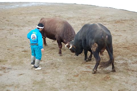 ハッピー・若虎