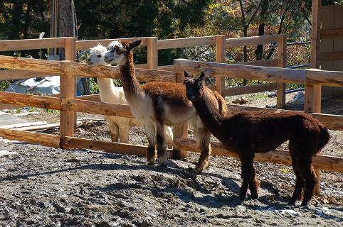 アルパカ