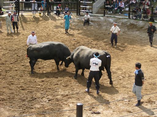 杏介ｖｓ天地人