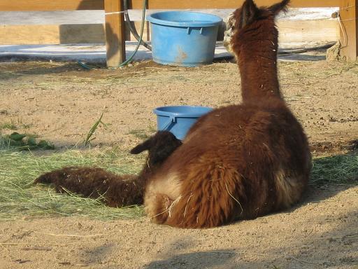 アルパカ01