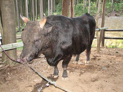 隠岐の島サミット09