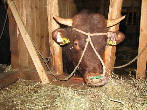 も～れつバンビ