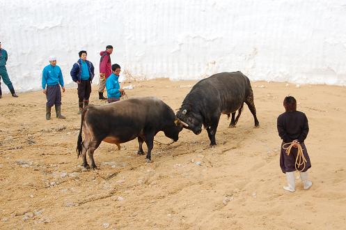 勇勝力 vs 若闘将