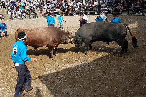 角蔵号vs良虎②　その１