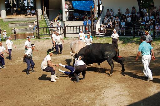 角蔵号 vs 輝白富士 ④