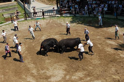 新宅 vs 陽都大王