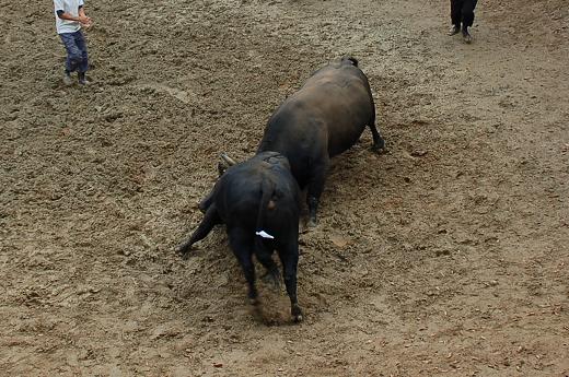 三太夫 vs 魚沼号 10