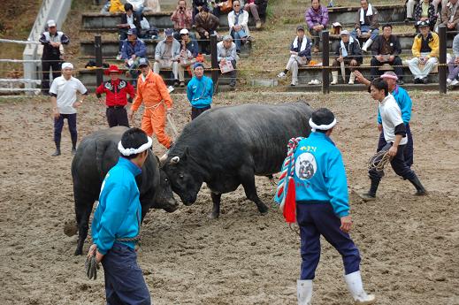 若闘将 vs ヤマコシハルウララ