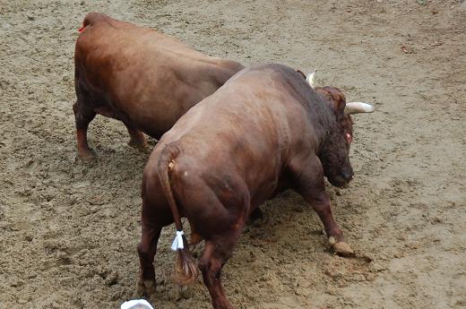 優武王 vs 幸虎 01