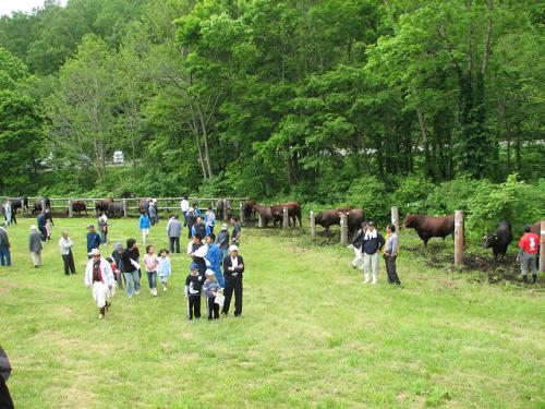岩手・平庭闘牛