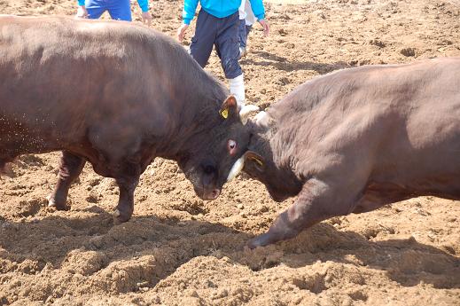 火まつり・勘助vs柿乃花勇気