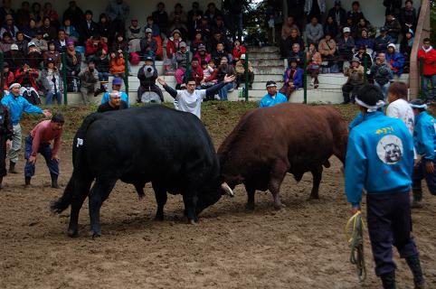 角蔵号vs良虎②