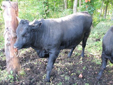 柿乃花ダンディ